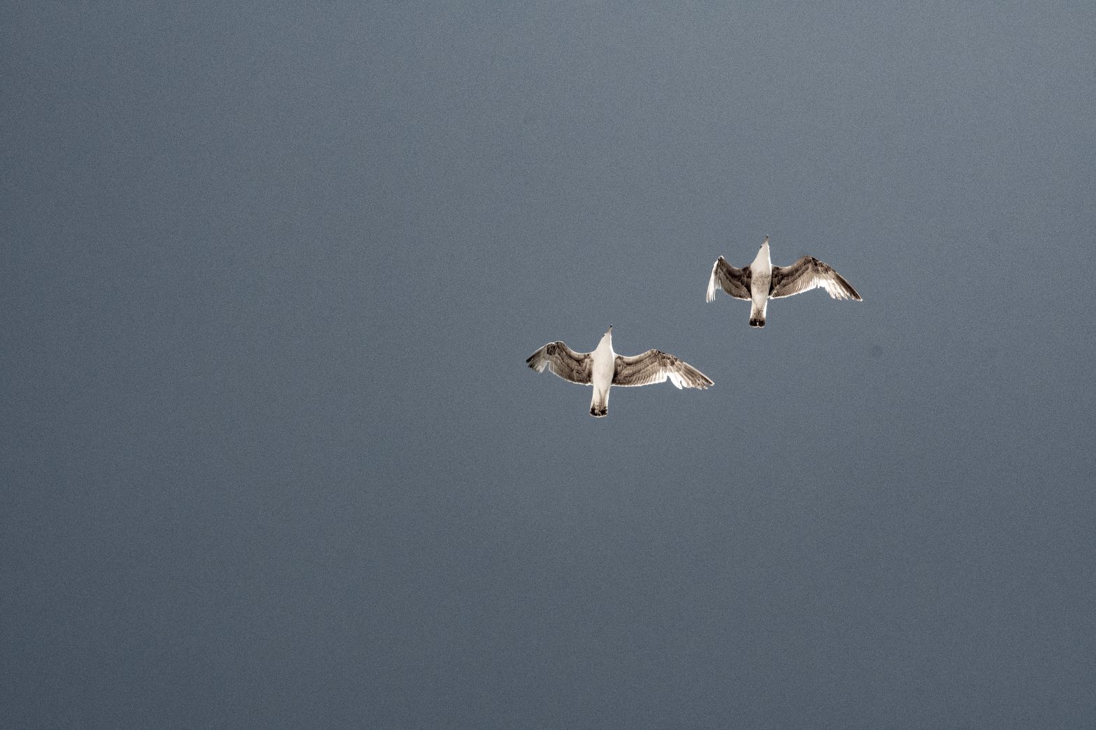 An picture of two seagulls with a grey sky in the background.